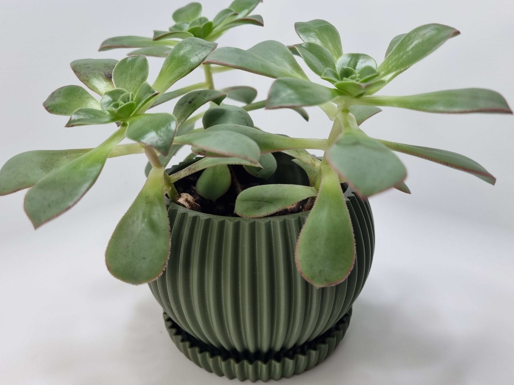 Indoor Succulent Planter Pot