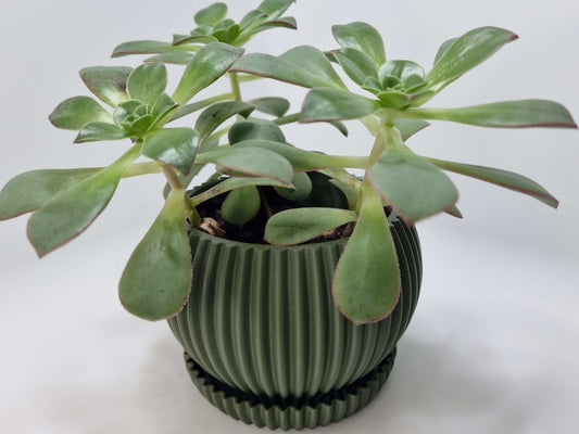 Indoor Succulent Planter Pot